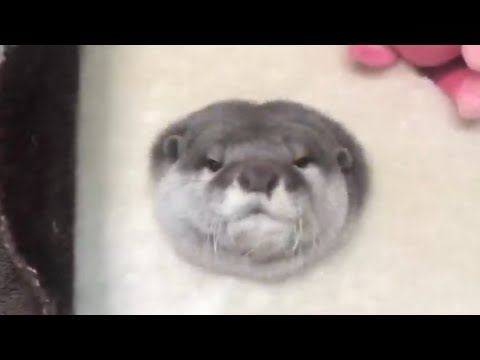 日常のカワウソの可愛かった所だけ切り抜いてみた！3  I clipped out only the parts where the everyday otter was cute! 3(YouTube)