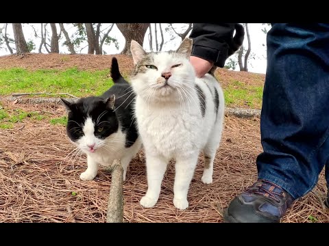 ハチワレ猫をモフっていたら、水玉模様のキジシロ猫が乱入してきた(YouTube)