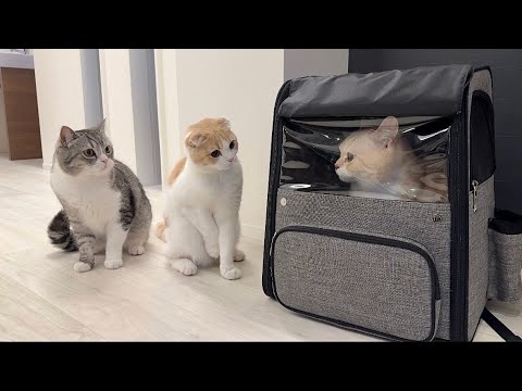 1ヶ月一緒に過ごした兄弟とお別れしたら猫たちがまさかのこうなっちゃいました…(YouTube)