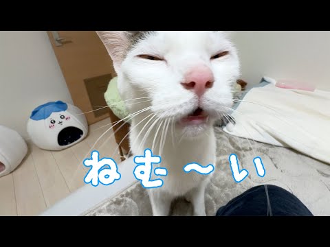 眠くなって甘えに来た猫が可愛い…！(YouTube)