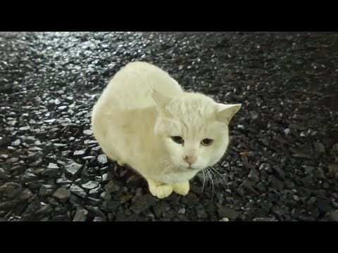 夜の神社に白猫ちゃんがいました(YouTube)