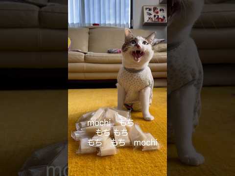 お正月のお餅が余ったら #切り餅で苺大福 #AceKitchen🍳😼 #chefcat #catsofyoutube #shorts(YouTube)