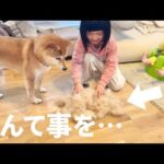 自分の抜け毛が4歳児に再利用されあたふたする柴犬(YouTube)