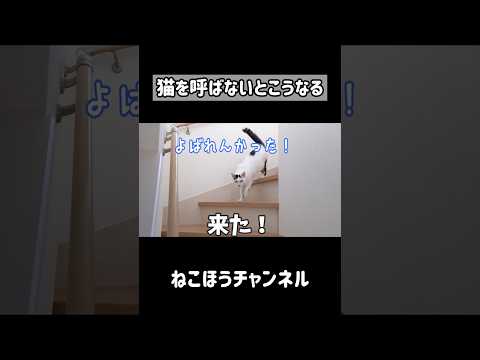 お喋り猫を呼ばない日はこうなります…！ #shorts(YouTube)