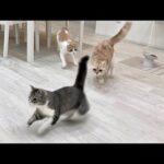 半年ぶりに再会して楽しくなっちゃった猫たちが大暴れして大変なことに…(YouTube)
