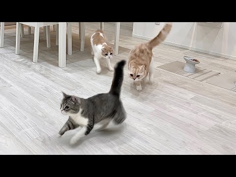 半年ぶりに再会して楽しくなっちゃった猫たちが大暴れして大変なことに…(YouTube)