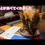 なんとか朝はたべてくれましたが  2024 03 12 1(YouTube)
