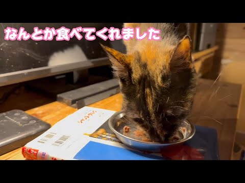 なんとか朝はたべてくれましたが  2024 03 12 1(YouTube)