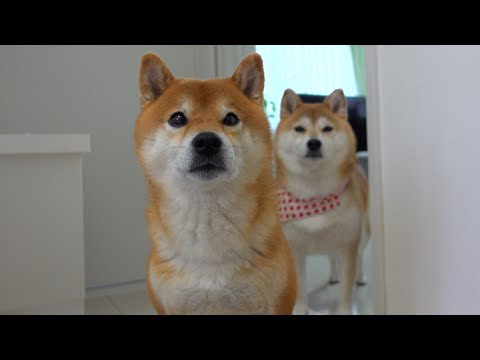 柴犬ハチ、実家の柴犬と愛する人を6時間待ち続けて。。(YouTube)