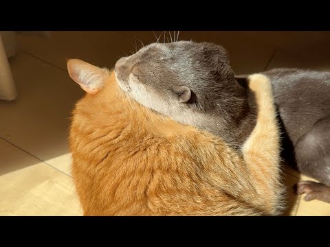 猫に自慢した結果、抱き締めの刑で返り討ちにされてしまうカワウソ otter is hugged and turned back as a result of showing off to a cat(YouTube)