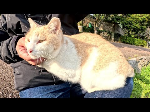 ひざにのる前に周囲を警戒するミルクティー猫(YouTube)