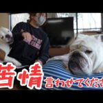 親愛なる妹犬へ…度重なる苦情により玩具遊びが出来なくなりました…(YouTube)