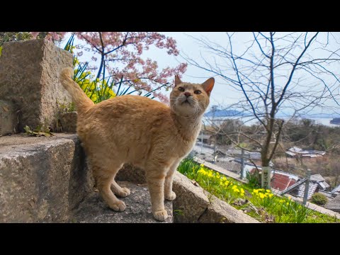 丘の上にある神社の階段を上って行くと猫が出迎えてくれて楽しい(YouTube)