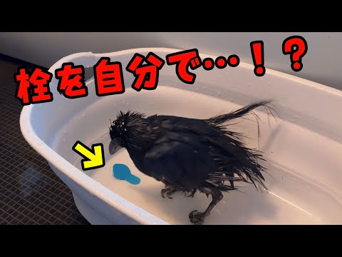 お風呂の栓を自分で閉める事ができるカラス(YouTube)