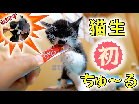 生まれて初めてチャオちゅ～るを知った子猫姉妹の豹変ぶりがやば過ぎて流〇騒動に‼(YouTube)