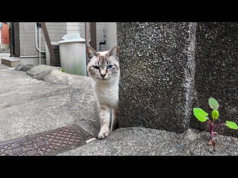 撫でられたいけど照れ屋で素直に撫でられにこれない漁港の街の野良猫がかわい過ぎる(YouTube)