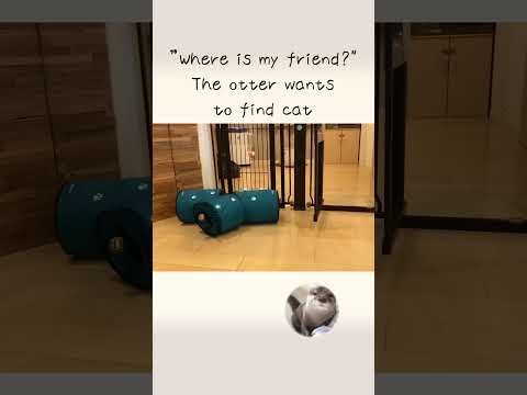 Otter looking for a missing cat!!(YouTube)