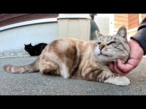 渦巻き模様のシャム猫がビビりながら人間にモフられる(YouTube)