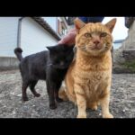 神社の前の石碑にいた黒猫ちゃんを撫でると奥から仲良しの茶トラ猫くんもやってきた(YouTube)