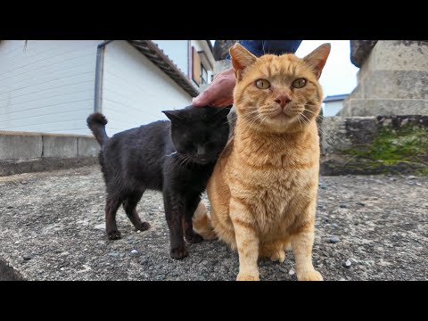 神社の前の石碑にいた黒猫ちゃんを撫でると奥から仲良しの茶トラ猫くんもやってきた(YouTube)