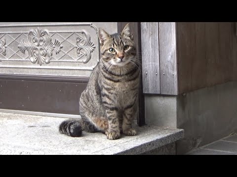 あれもこれも気になる好奇心のかたまり猫(YouTube)