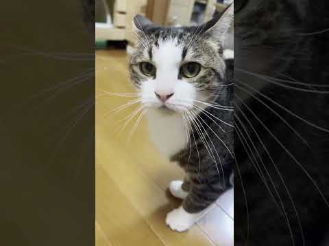 呼んだら来てくれる素直なオデコ(YouTube)