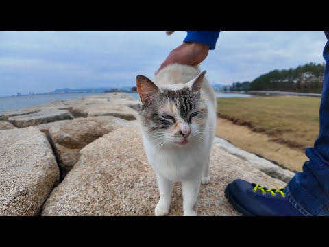 いつも独りぼっちの防波堤の猫ちゃんモフられにきた(YouTube)