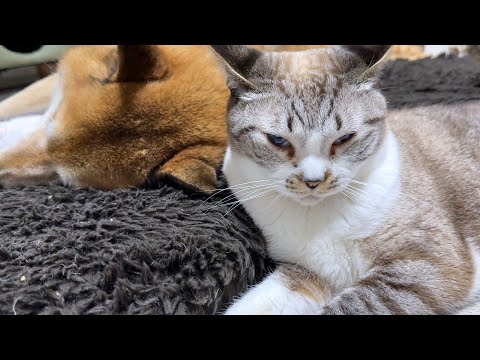柴犬に甘えられなかった子ども猫のお顔が可愛すぎました笑(YouTube)
