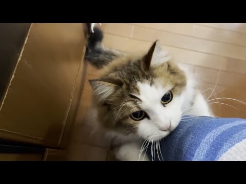 駄々のこね方が2歳児みたいな猫(YouTube)