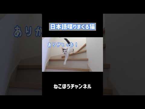 日本語を喋りながら登場する天才猫w #shorts(YouTube)