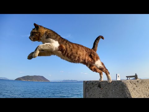 飛び猫で有名な猫島で出会った老猫ちゃん、頑張って防波堤を飛んでくれた(YouTube)