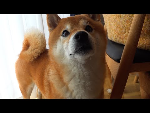 柴犬ハチ、ママが好きすぎるあまり犬語でこうなる。(YouTube)