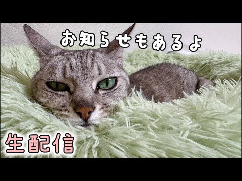 まったり猫たちと生配信！お知らせもあるよ！(YouTube)