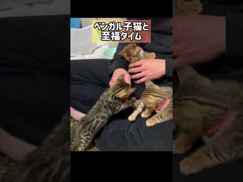 ここは猫天国✨ #shorts(YouTube)