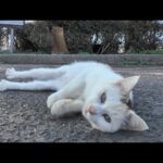 公園の駐車場にいた薄三毛猫ちゃん、撫でるとゴロンゴロン転がってカワイイ(YouTube)