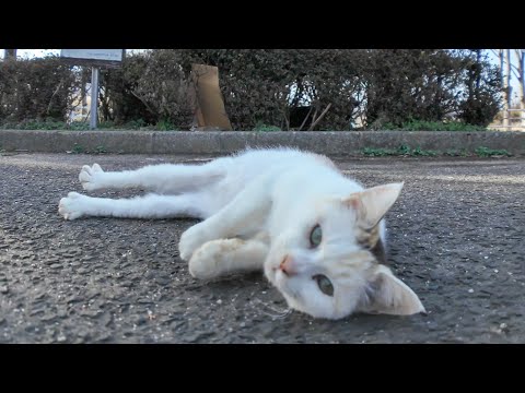 公園の駐車場にいた薄三毛猫ちゃん、撫でるとゴロンゴロン転がってカワイイ(YouTube)