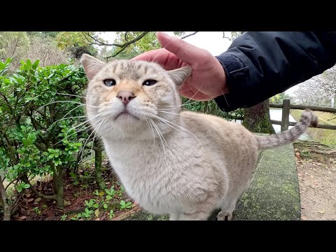 寄り目のシャム猫をモフったら、目を細めて喜んでくれた(YouTube)