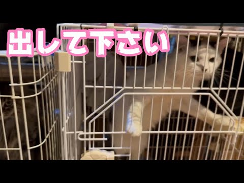 出してよ  2024 03 02 1(YouTube)