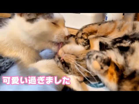 可愛過ぎてずっと眺めていたくなりました  2024 03 20 2(YouTube)