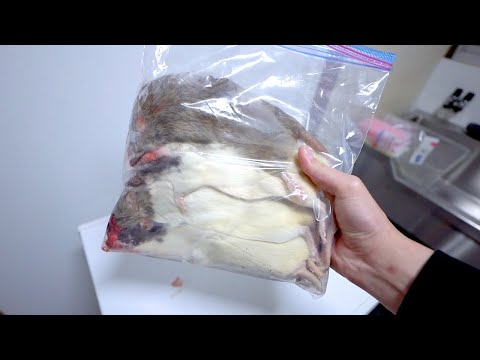 締めて冷凍していた巨大ラットを大蛇たちに召し上がっていただく(YouTube)