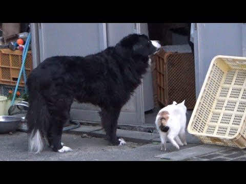 人間のストーカーをする犬を好きになった猫(YouTube)