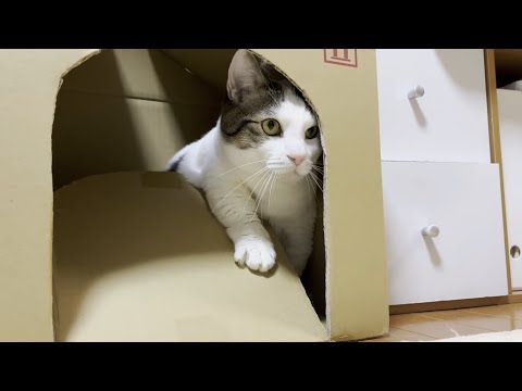 「引いてダメなら引いてみな」な猫(YouTube)