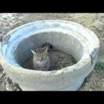 ちょっとこの猫ワイルド過ぎるだろ(YouTube)