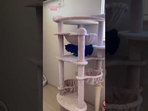 ナナに通せんぼ💜（猫レース3/27） #shorts(YouTube)