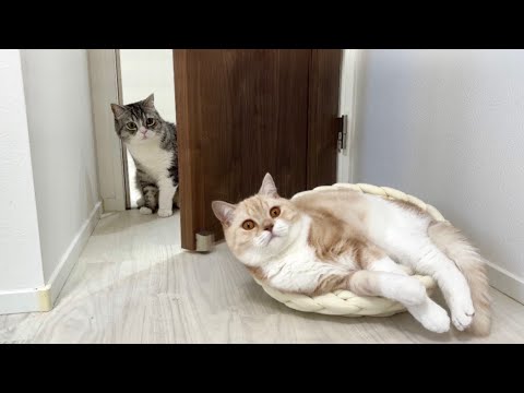 半年ぶりに弟の姿を見た猫がまさかのこうなっちゃいました…(YouTube)