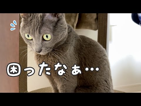 寒い日に寝る場所がない猫ハムちゃん…(YouTube)