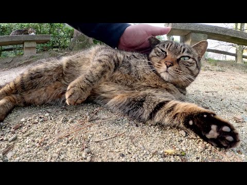 公園の休憩所でお花見をしていたキジ猫コンビをモフる(YouTube)