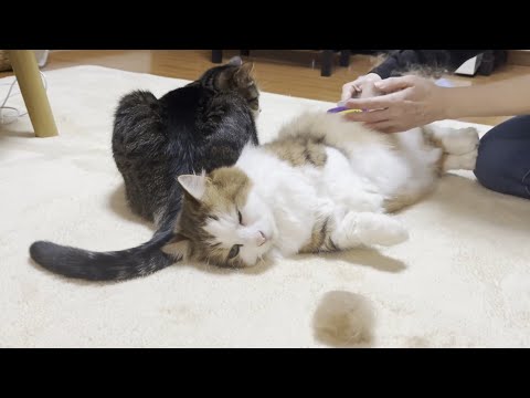 冬越えした秀吉のザンバラになった毛を軽く散髪してみました(YouTube)
