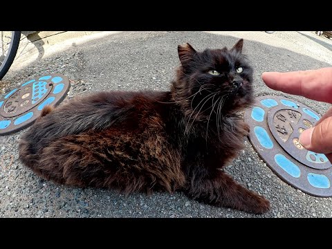 路地裏で出会ったモフモフの黒猫ちゃんが上目遣いで甘えてきた(YouTube)