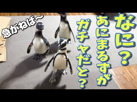あにまるずがガチャガチャになるだと？！(YouTube)